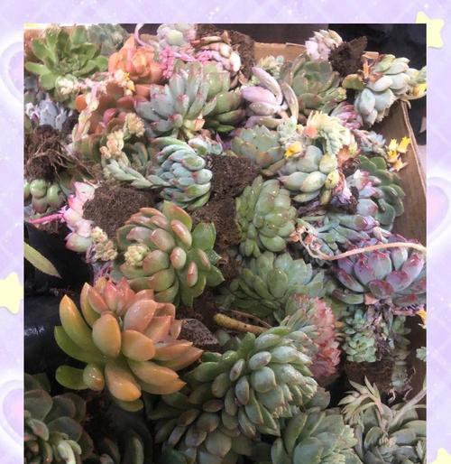 多肉植物养护需要注意什么？怎样才能养得更好？
