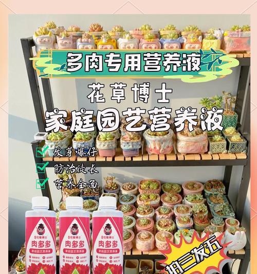 多肉植物养护需要注意什么？怎样才能养得更好？