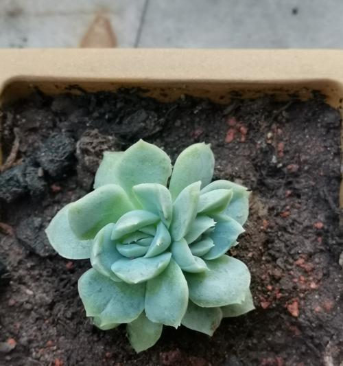 多肉植物的花语有哪些？