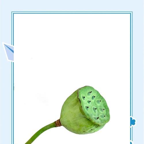 莲蓬颜色的花语有哪些好看的选择？