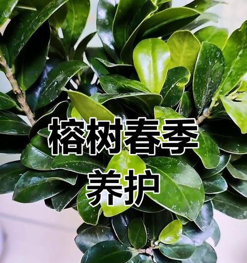 三层榕树的养护技巧有哪些？如何保持其健康生长？