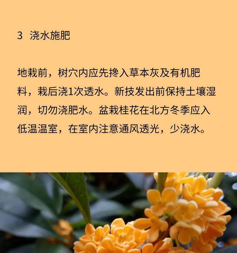 金木犀花语是否代表谦虚？背后有何故事？