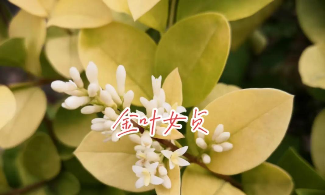 金木犀花语是否代表谦虚？背后有何故事？