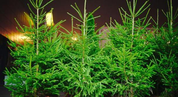云竹的繁殖方法有哪些？如何提高云竹的繁殖成功率？