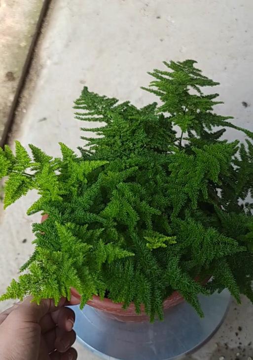 云竹的繁殖方法有哪些？如何提高云竹的繁殖成功率？