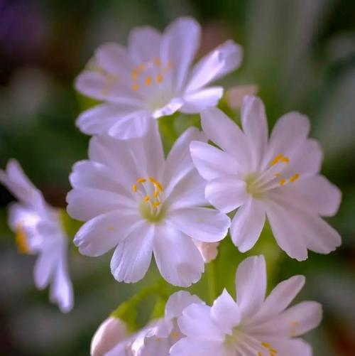 带来爱和光的花语是什么？哪种花象征着爱与光明？