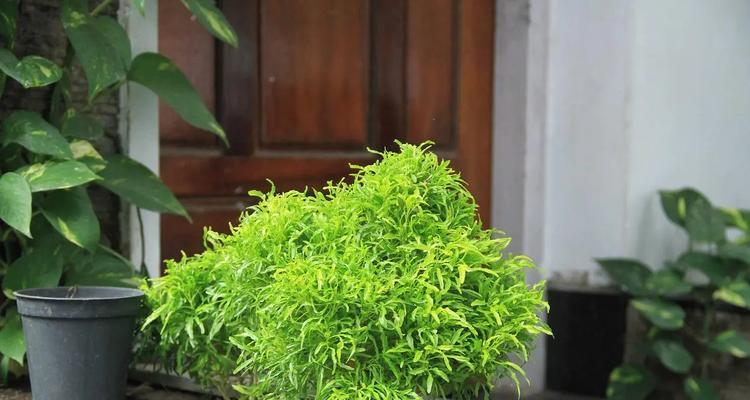 云竹的繁殖方法有哪些？如何提高云竹的繁殖成功率？