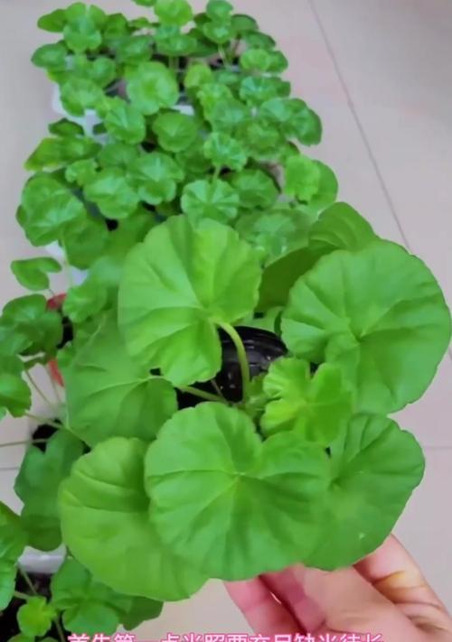 天竺葵的特性是什么？天竺葵的种植方法有哪些？