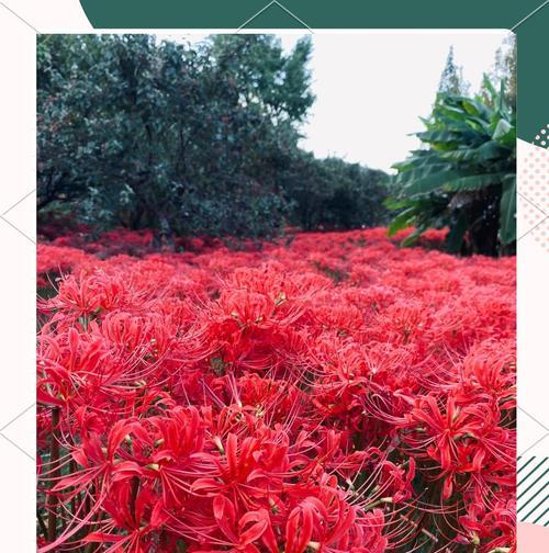 彼岸花的开花时间是什么时候？如何促进其开花？