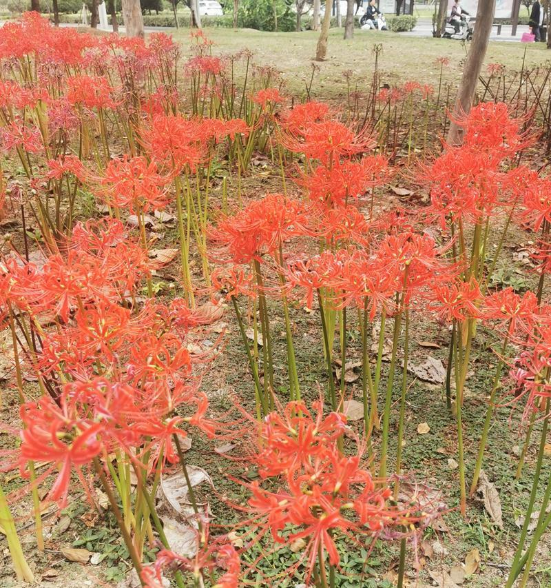 彼岸花的开花时间是什么时候？如何促进其开花？