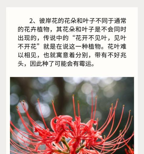 彼岸花的开花时间是什么时候？如何促进其开花？