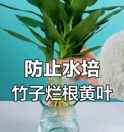 水培植物黄叶是什么原因？如何解决水培植物黄叶的问题？