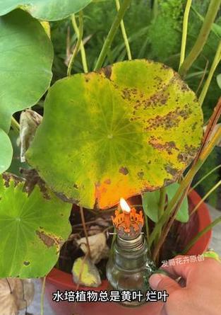 水培植物黄叶是什么原因？如何解决水培植物黄叶的问题？