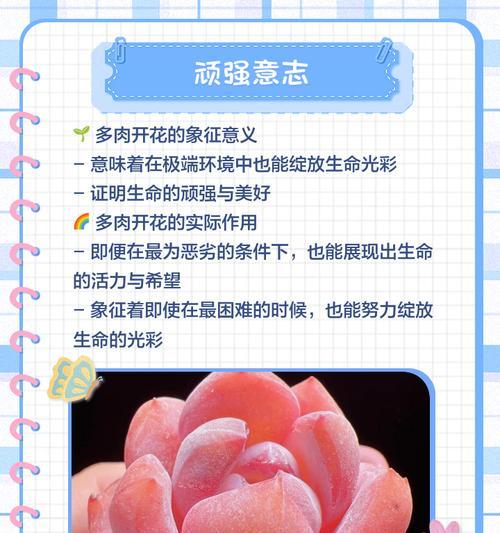多肉绒针花语有何含义？它适合送给谁？