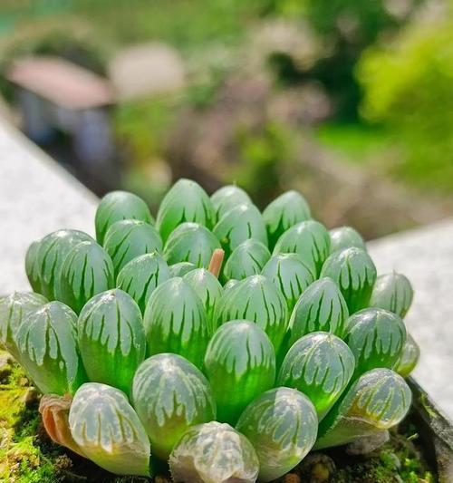 多肉绒针花语有何含义？它适合送给谁？
