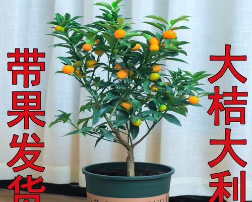 盆栽小金桔的养殖技巧和注意事项是什么？