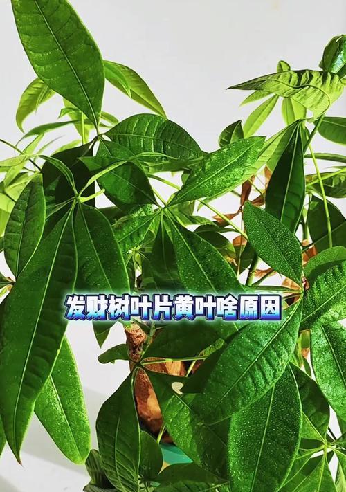 发财树叶子发黄的原因是什么？如何调整光照？