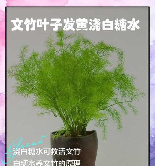 温竹叶子发黄的原因是什么？如何进行有效的救治？