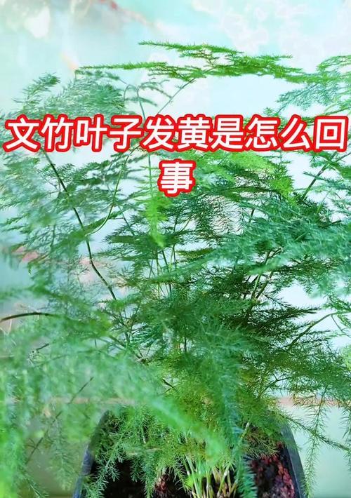 温竹叶子发黄的原因是什么？如何进行有效的救治？