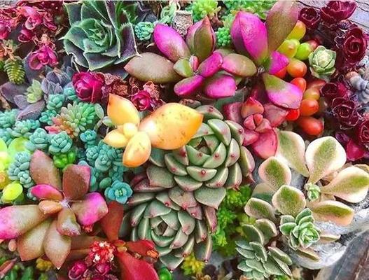 多肉植物冬季养护的要点是什么？如何避免冻害？