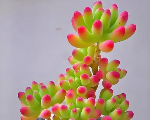 多肉植物冬季养护的要点是什么？如何避免冻害？
