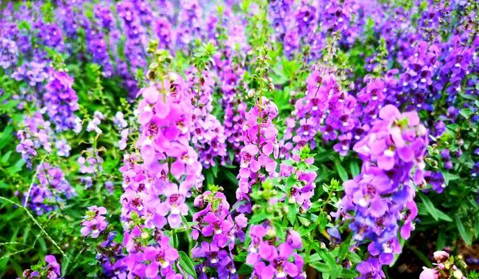 紫色紫荆花的花语是什么？它象征着什么？