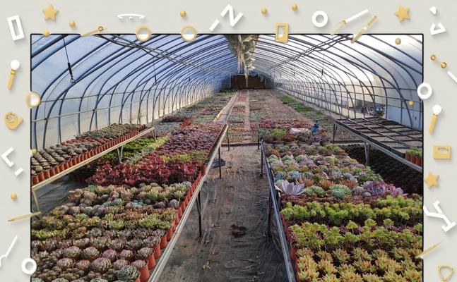 多肉植物冬季养护的要点是什么？如何避免冻害？