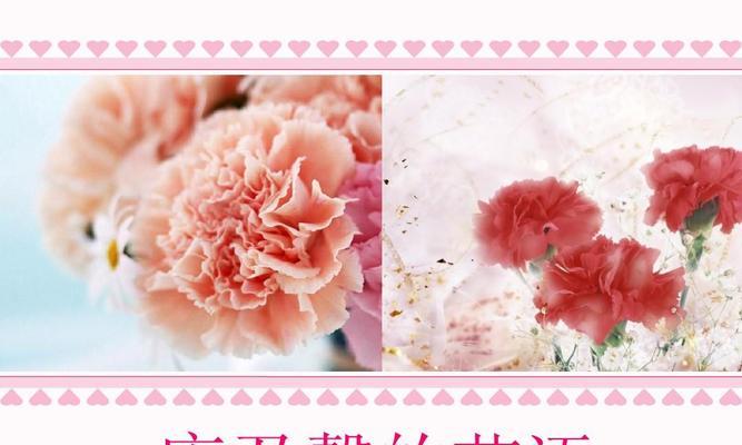 什么康乃馨的花语？不同颜色的康乃馨代表什么？