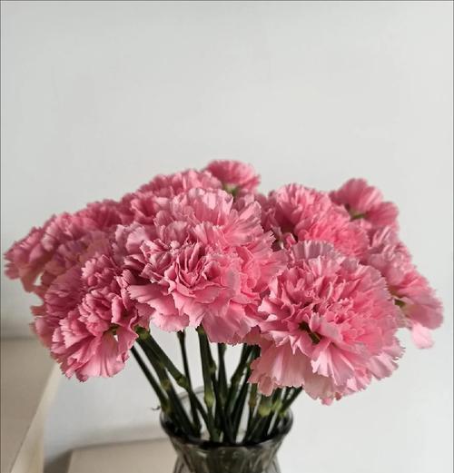 什么康乃馨的花语？不同颜色的康乃馨代表什么？