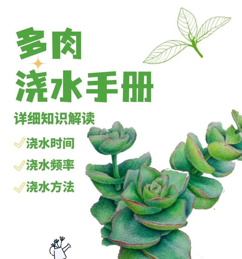 仙客来浇水的最佳时机是什么时候？如何避免过度浇水？