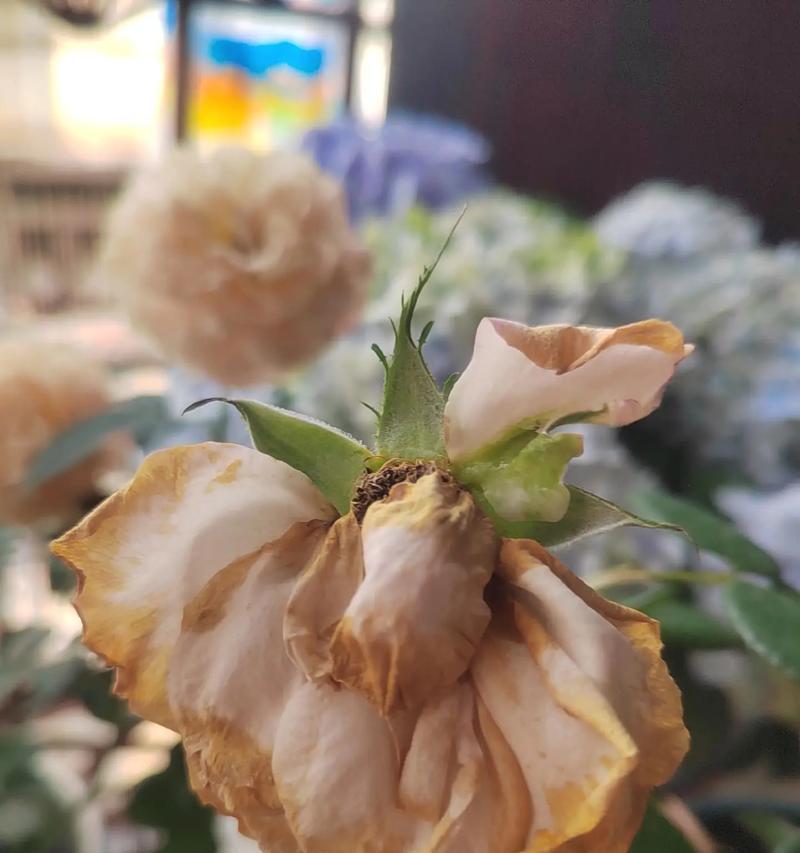 哪种花的花语象征破碎？它传达了怎样的情感？