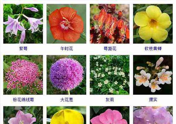 鲜花的种类和用途有哪些？