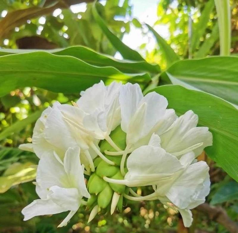 夏日花语有哪些特别含义？