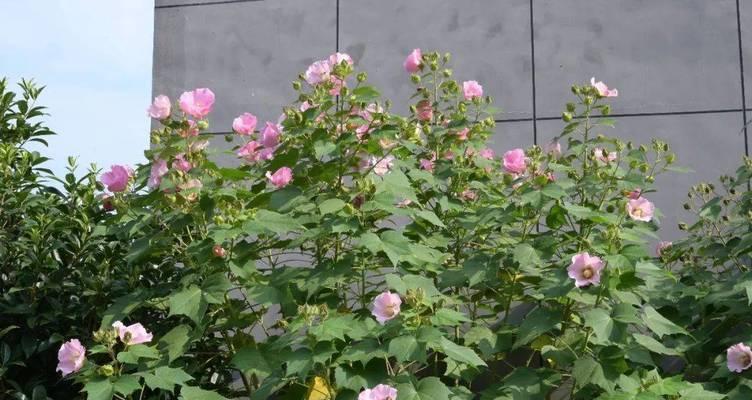木芙蓉繁殖的有效方法有哪些？