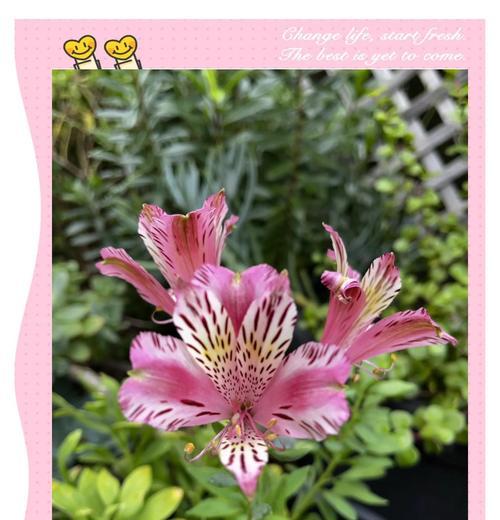 别等离开的花语含义是什么？这种花象征着什么？