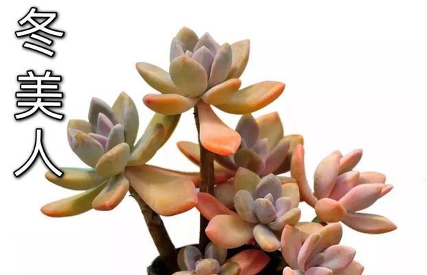 冬美人多肉植物的养殖技巧是什么？如何过冬？