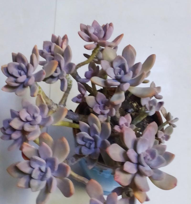 冬美人多肉植物的养殖技巧是什么？如何过冬？