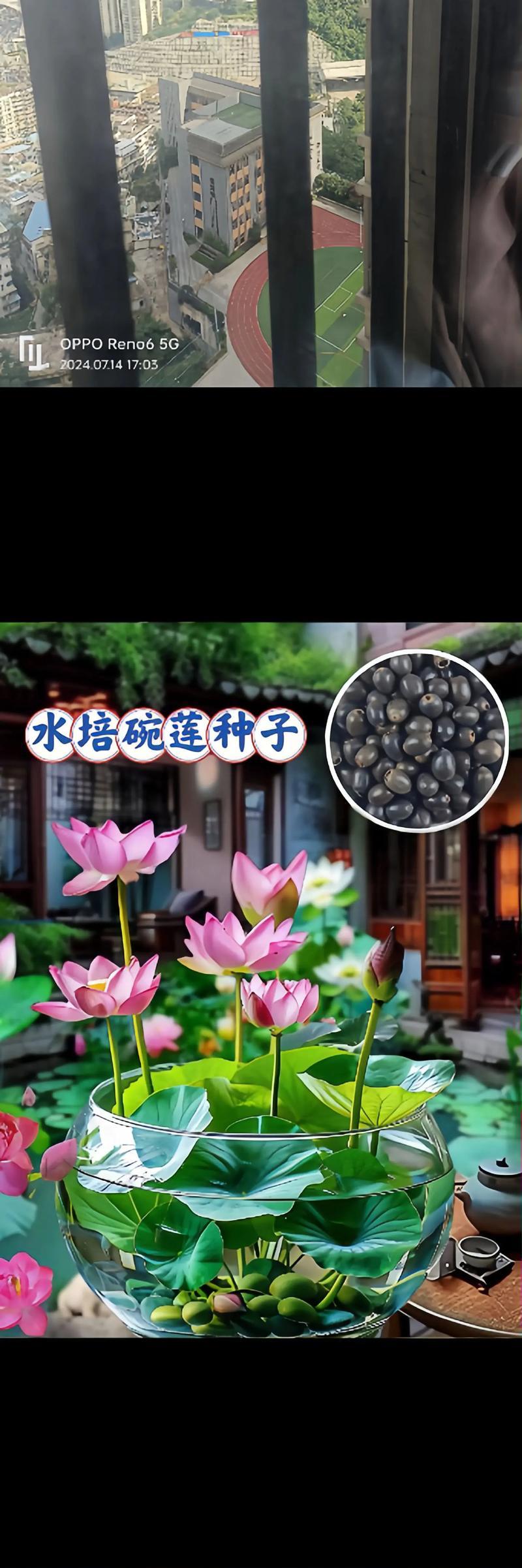 碗莲需要哪种肥料？如何正确施肥以促进碗莲生长？