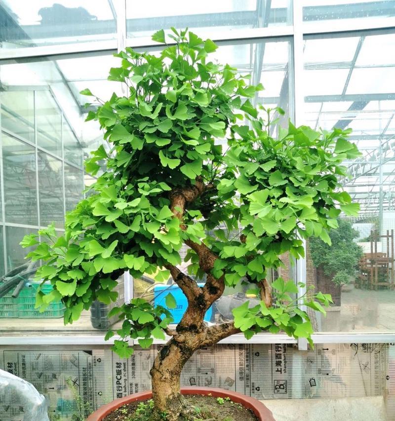 老银杏树根做盆景可行吗？养护技巧有哪些？