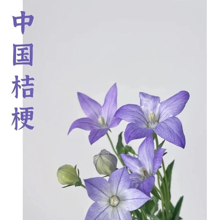 桔梗花的花语有哪些含义？