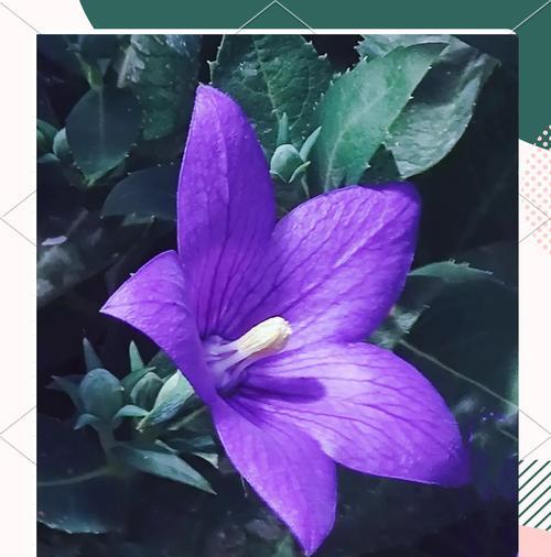 桔梗花的花语有哪些含义？