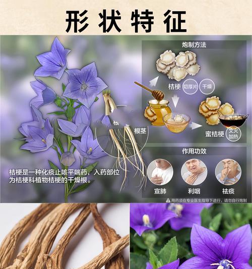 桔梗花的花语有哪些含义？