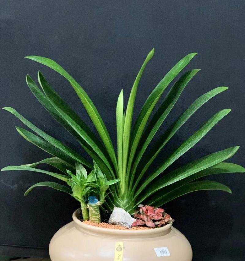 君子兰象征着什么？它在花语中代表了哪些特质？