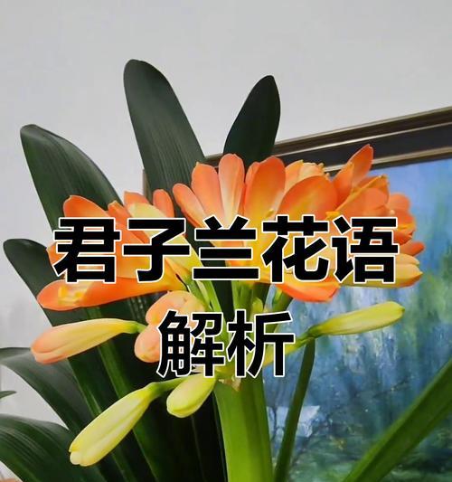君子兰象征着什么？它在花语中代表了哪些特质？