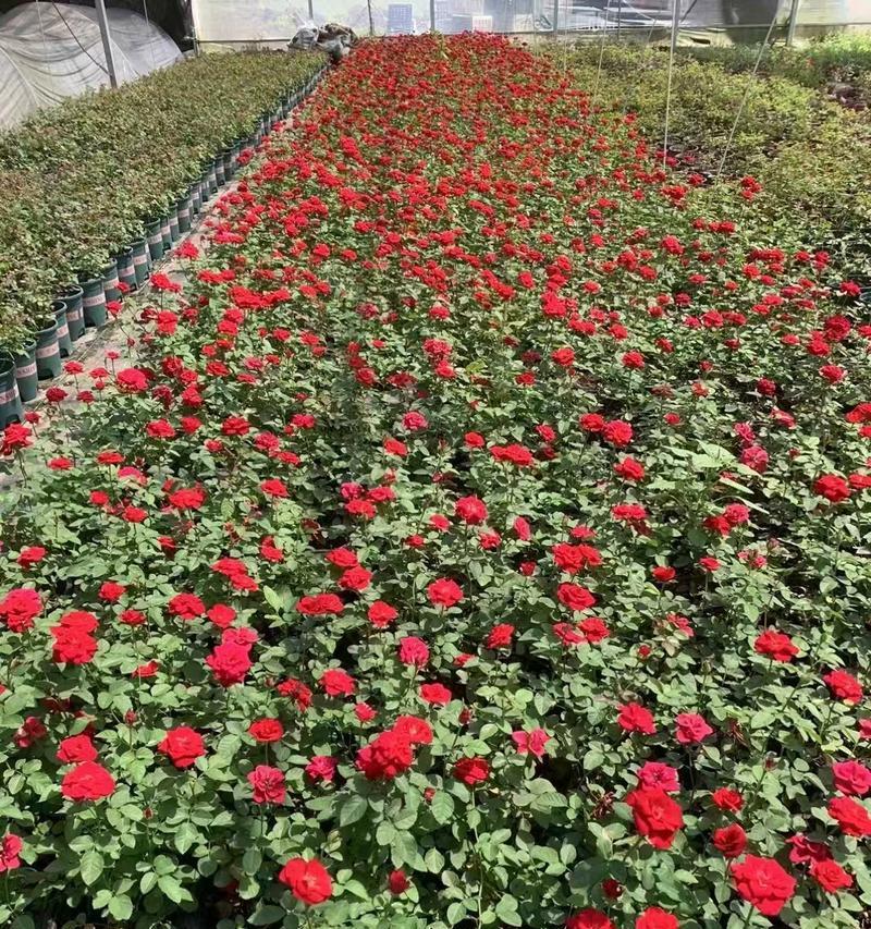 月季种植需要注意哪些问题？