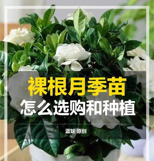 月季种植需要注意哪些问题？