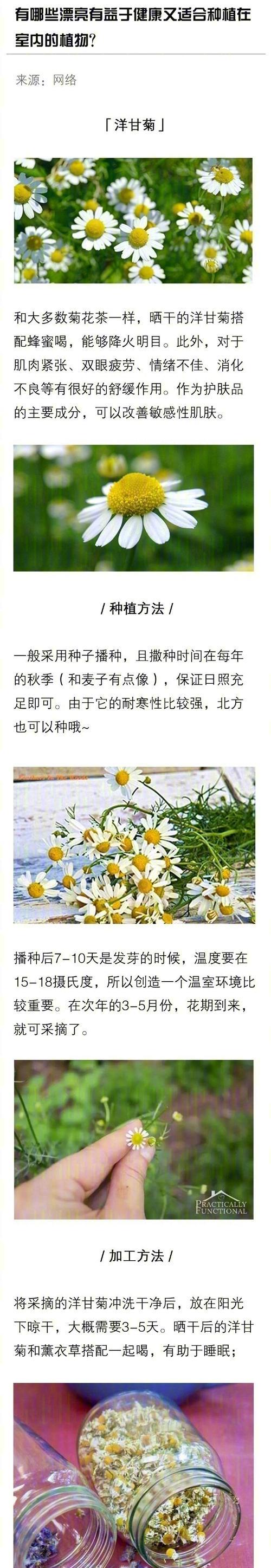 秋季种植植物有哪些注意事项？