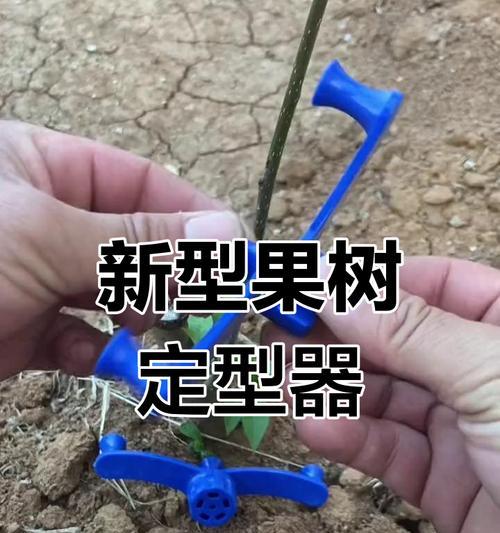 盆栽果树修剪技巧是什么？如何确保果树挂果？