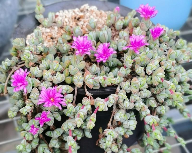 碧玉绿植的花语代表了什么含义？
