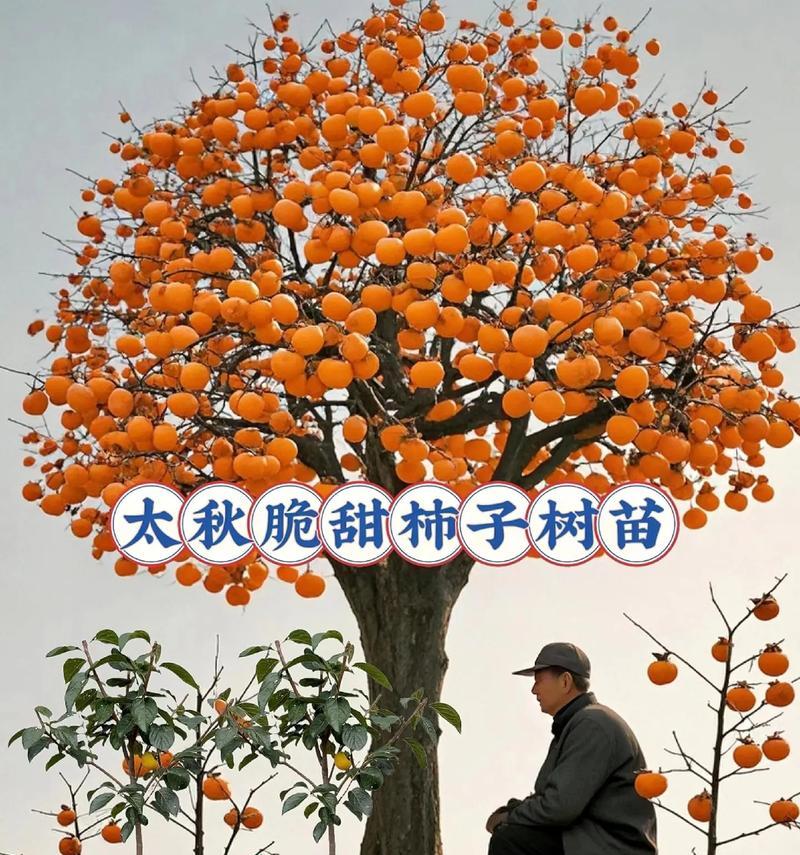 盆栽果树修剪技巧是什么？如何确保果树挂果？
